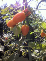 tomato