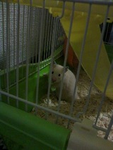 hamuchilyan