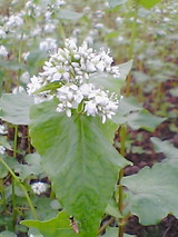 そばの花