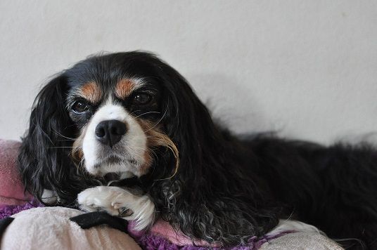 DSC_8831