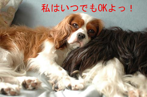 BlogPaint