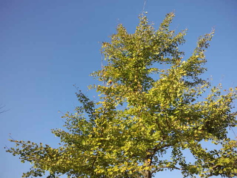 HI3H0527