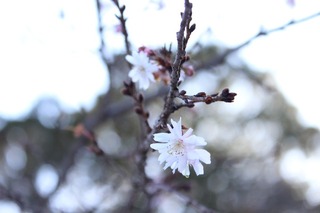IMG_0372mini