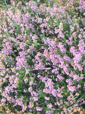 DSCF3072_small.jpg
