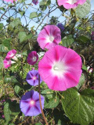 DSCF3356_small.jpg