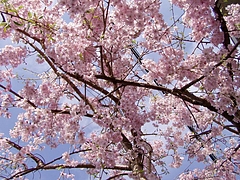 Picture 008