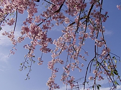 Picture 005