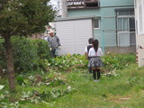 教会のお芋畑