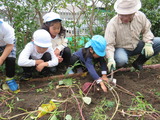 あっ!大きなお芋