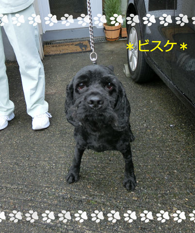 ビスケ1