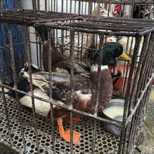 IMG_9895_R