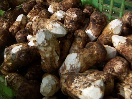 沙渓1 - 松茸！まつたけ！マツタケ！ : 吃尽天下