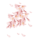 sakura1