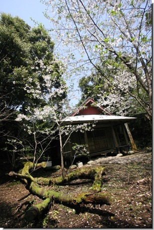 釈迦堂の桜