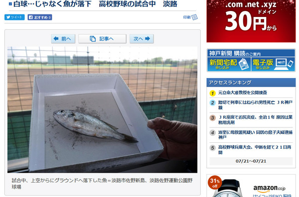 高校野球魚兵庫淡路龍野北川西北陵バレンティン甲子園阪神ヤクルトなんj