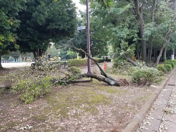 台風24号2018平成30年被害情報倒木東京都災害画像写真チャーミー石川梨華