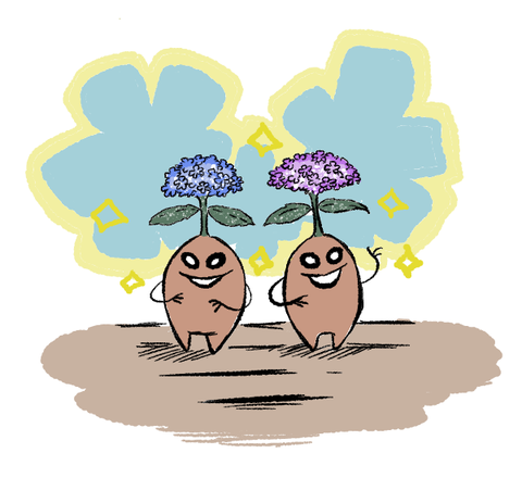 紫陽花