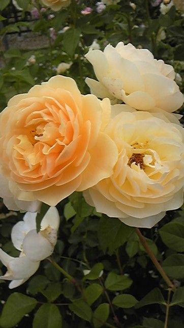 Rococo3