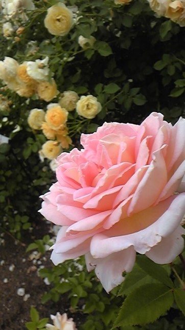 Rococo2