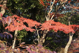 DSC00194