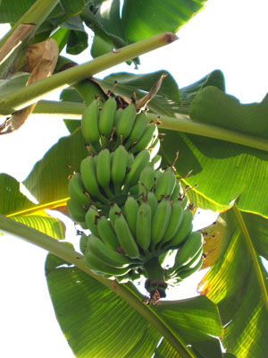 banana