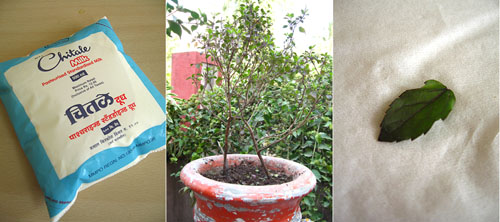 tulsi1