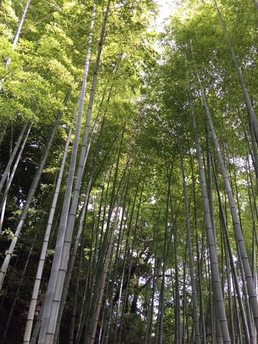 明月院の竹林