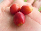 ドトール6