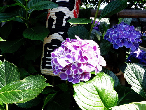 IMGP2420