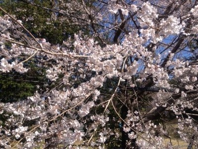 SAKURA