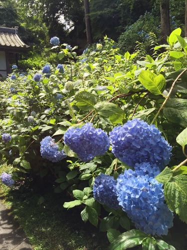 明月院のあじさい