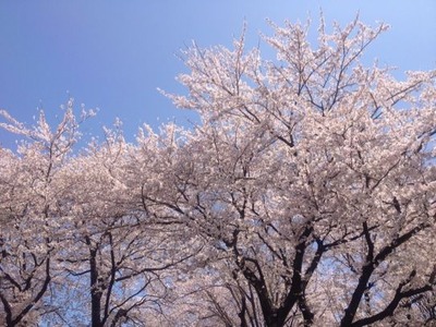 SAKURA