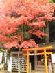 大山16
