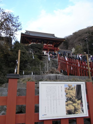 大銀杏