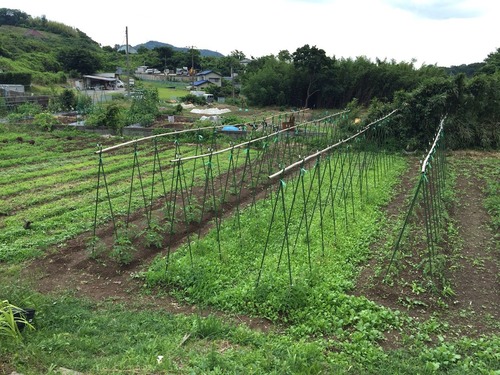 YavaS農園