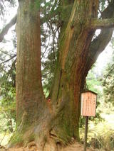大山12