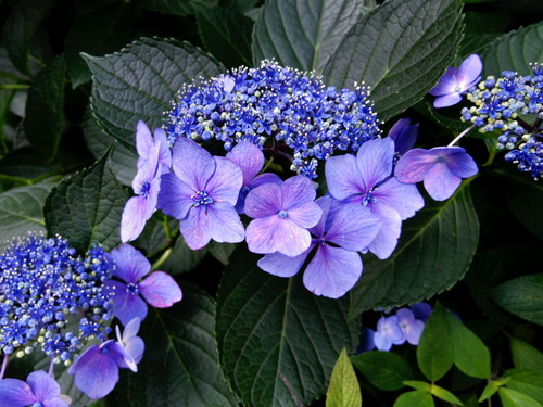 IMGP2434