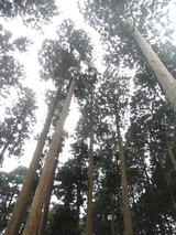 大山13