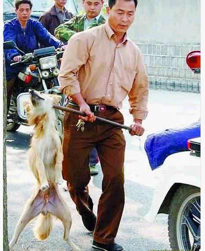 犬狩り3