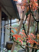 IMG_7979