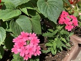 IMG_1985