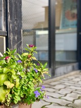 IMG_7923