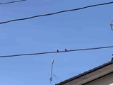 IMG_1495