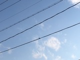 IMG_4418