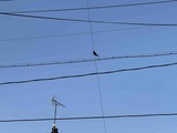 IMG_1470