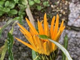 IMG_0087