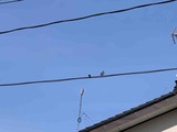 IMG_1496