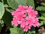 IMG_1984