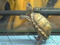 kame