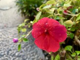 IMG_7925